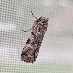 Sympistis chionanthi