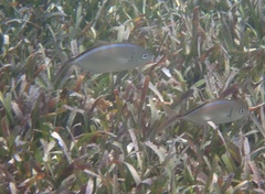 Caranx ruber