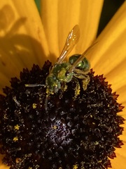 Augochlorella aurata