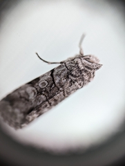 Sympistis chionanthi