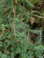 Picea sitchensis