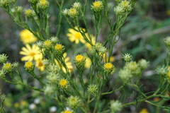 Galatella linosyris