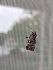 Sympistis chionanthi