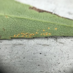 Coleosporium