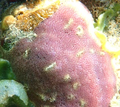Porites