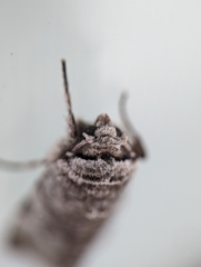 Sympistis chionanthi