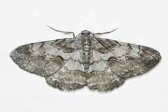 Iridopsis vellivolata