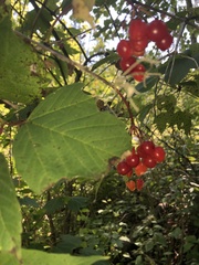 Viburnum opulus