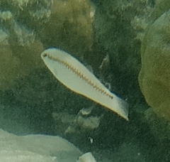 Halichoeres scapularis