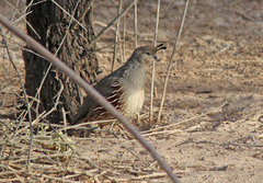 Callipepla gambelii