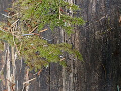 Kindbergia oregana