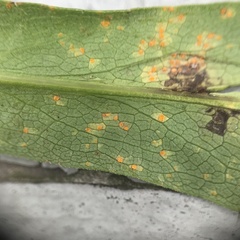 Coleosporium