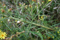 Galatella linosyris