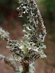 Hypotrachyna sinuosa