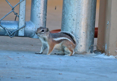 Ammospermophilus leucurus