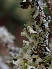 Hypotrachyna sinuosa