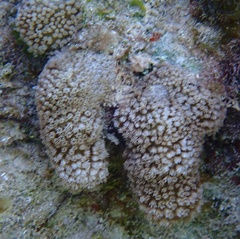 Porites