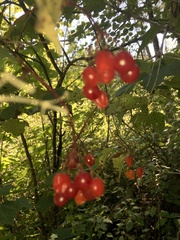 Viburnum opulus