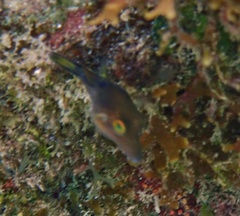 Canthigaster rostrata