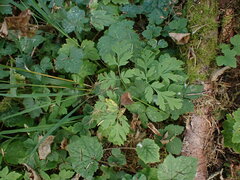Dicentra formosa