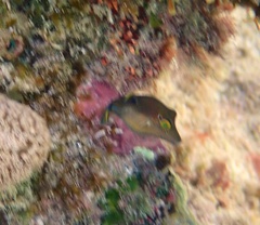 Canthigaster rostrata
