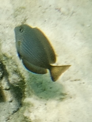 Ctenochaetus striatus