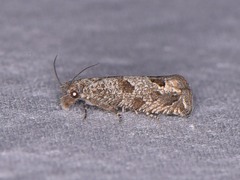 Pelochrista consobrinana