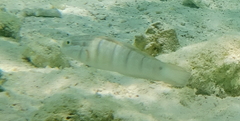 Amblygobius albimaculatus