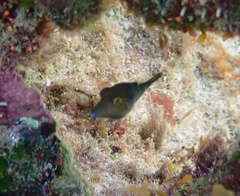 Canthigaster rostrata