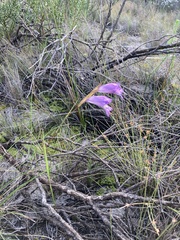 Gladiolus carinatus
