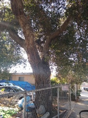Quercus agrifolia
