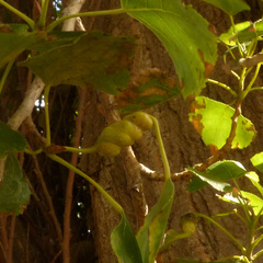 Pemphigus spyrothecae