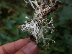 Evernia prunastri
