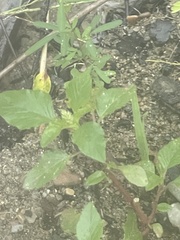 Amaranthus spinosus