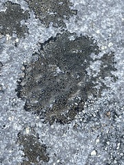 Lecanoromycetes