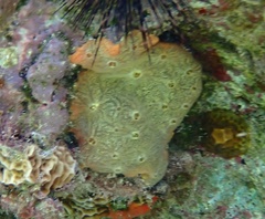 Clathria curacaoensis