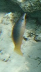 Gomphosus klunzingeri