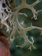 Evernia prunastri