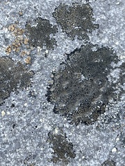 Lecanoromycetes