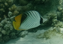 Chaetodon auriga