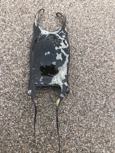 Raspthorn sand skate (Psammobatis scobina) — Arhynchobatidae