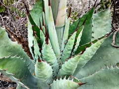 Agave seemanniana