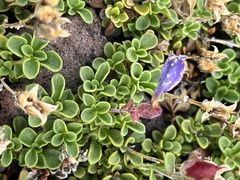 Penstemon davidsonii