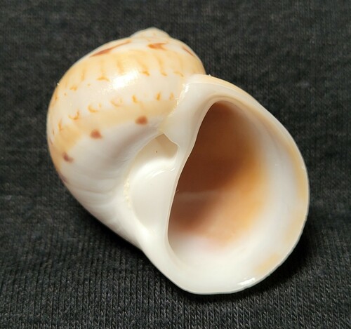 Colorful Moon Snail