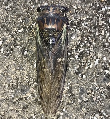 Neotibicen lyricen