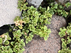 Penstemon davidsonii