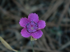 Dianthus chinensis