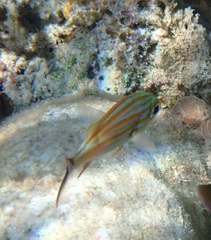 Haemulon carbonarium