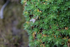 Saxifraga bronchialis