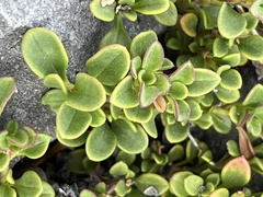 Penstemon davidsonii